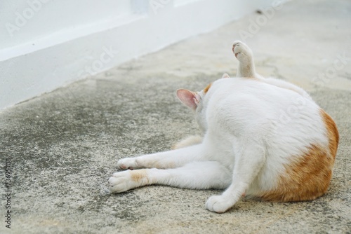 adorable white and orange cat sitting and cleaning ass, rear view on the cement floor with copy space. animal portrait.