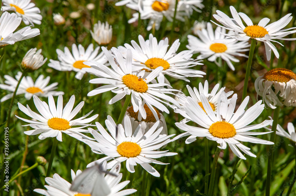 Sydney Australia, white daisy's in garden Sydney Australia, white daisy's in garden