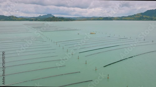 Harvesting Oysters in Whangaroa harbour, Northland, New Zealand photo