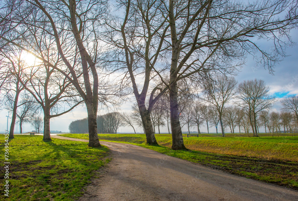 Trees along a path in sunlight in winter, Almere, Flevoland, Netherlands, February 13, 2024 Trees along a path in sunlight in winter, Almere, Flevoland, Netherlands, February 13, 2024