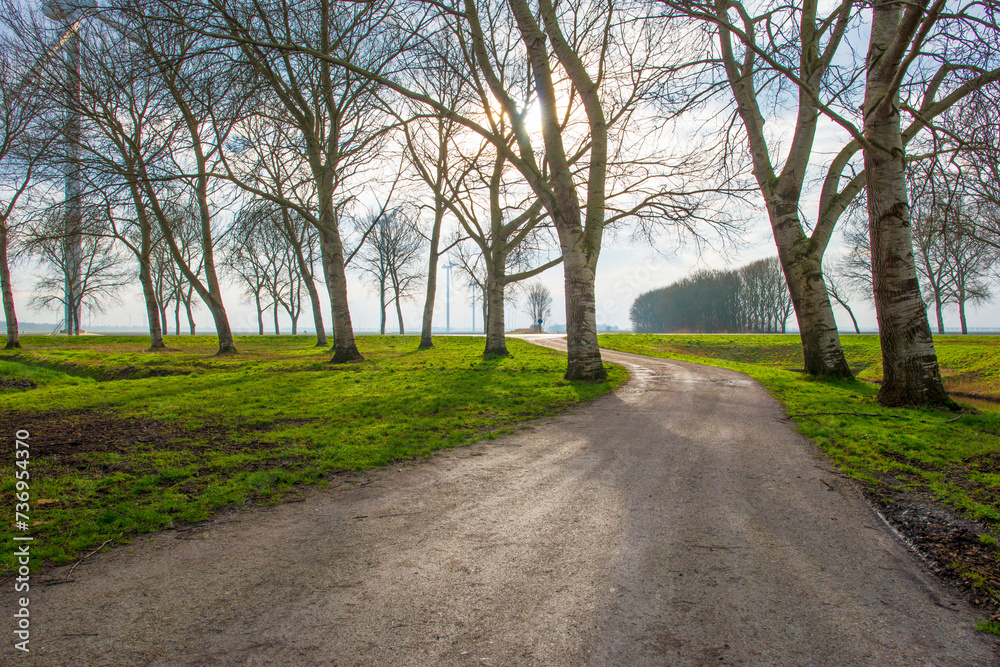 Trees along a path in sunlight in winter, Almere, Flevoland,  Netherlands, February 13, 2024