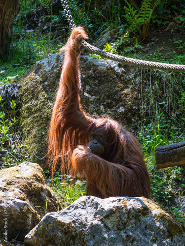 Orangutan in the Wuppertal Green Zoo in Germany