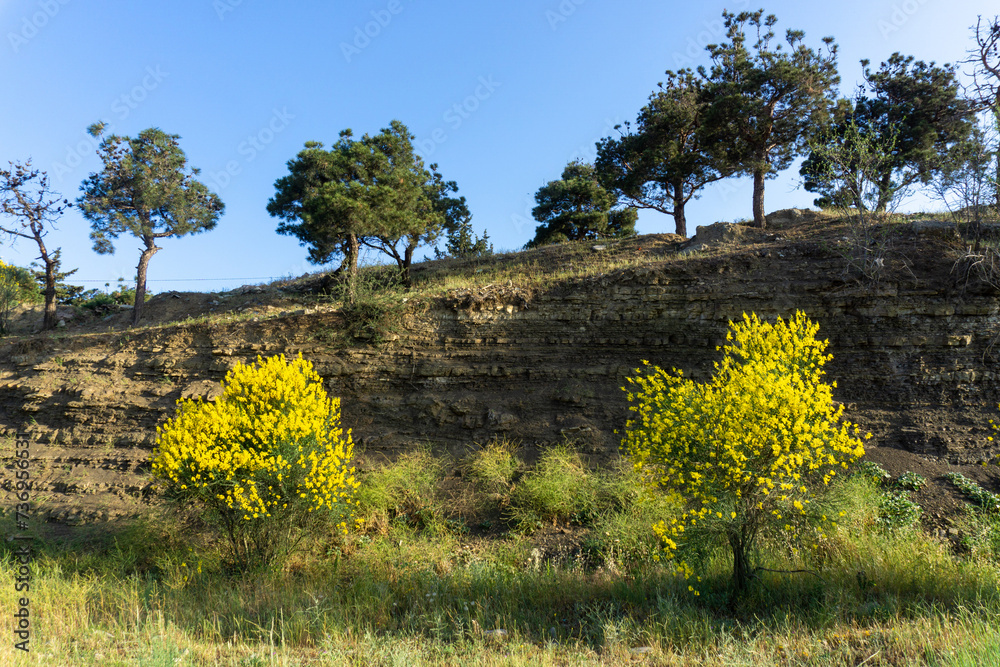 Fototapeta premium Yellow Spanish broom flower - Spartium junceum. Blooming on the blue clear sky background.