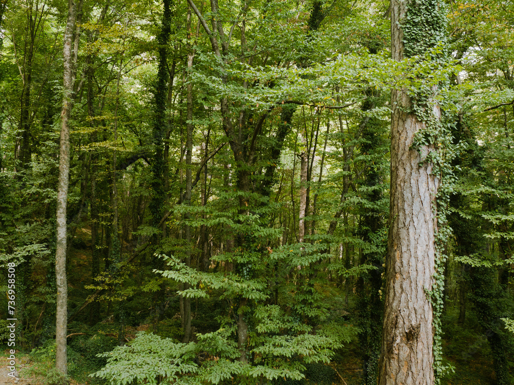 Obraz premium gloomy old pine forest. for background and text