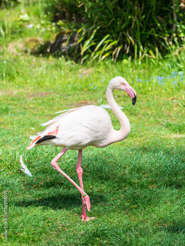 Pretty flamingo in Zoo Bochum, North Rhine-Westphalia, Germany