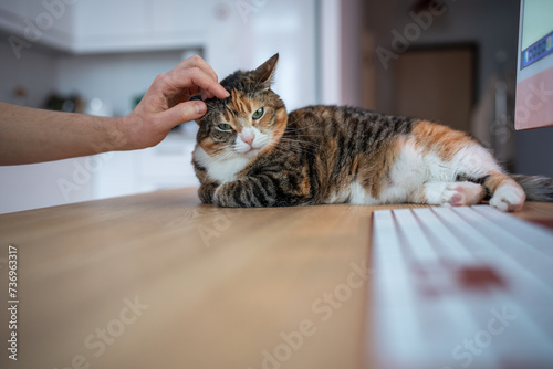 Remote job with pet. Owner petting adorable fluffy cat lies on desk with computer distract man from work by looking cute. Cat lover. Home office with kitty stress relieve protection mental breakdowns