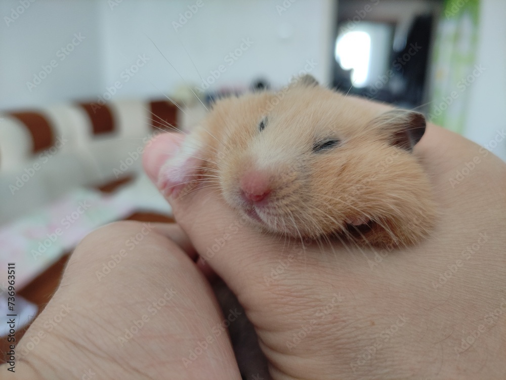 Syrian hamster sleeps in hands Syrian hamster sleeps in hands