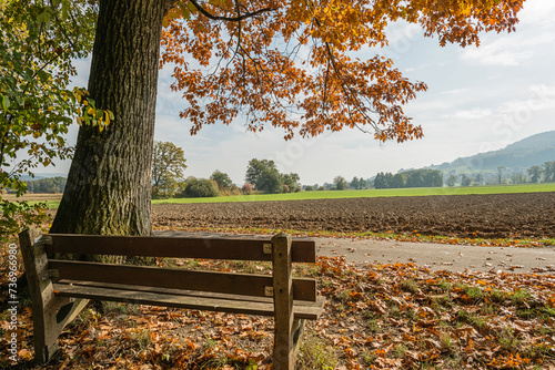 Siitzbank unter herbstlicher Eiche am Waldrand photo