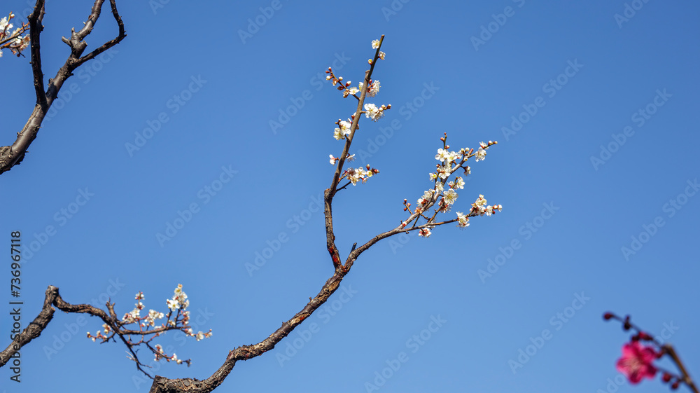 梅の花