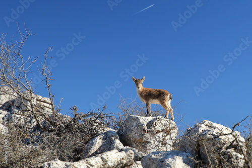 An Iberian Alpine Ibex (Capra Pyrenaica) in the National Park Torcal de Antequera, Malaga province, Andalusia, Spain