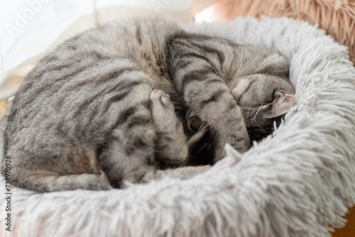 眠る猫　サバトラ猫