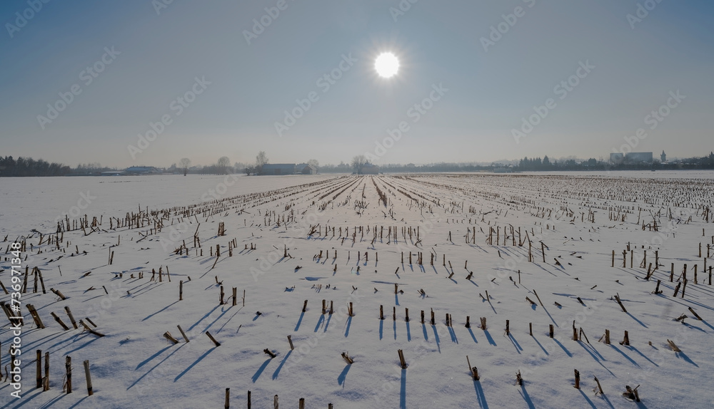 Pokryte śniegiem pole ściętej kukurydzy w mgliste styczniowe popołudnie.Przedmieścia Ostrowca o rolniczym charakterze w wczesne zimowe popołudnie. Słońce świeci przez chmurę mgły na niebie. - obrazy, fototapety, plakaty 