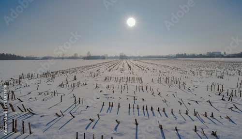 Pokryte śniegiem pole ściętej kukurydzy w mgliste styczniowe popołudnie.Przedmieścia Ostrowca o rolniczym charakterze w wczesne zimowe popołudnie. Słońce świeci przez chmurę mgły na niebie.