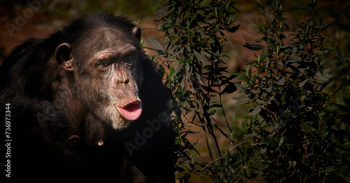 Close-up of chimpanzee with exaggerated facial expression. Copy sapace
