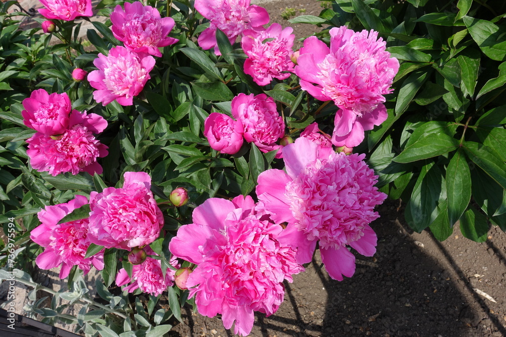 Group of vibrant pink flowers of common peonies in May Group of vibrant pink flowers of common peonies in May