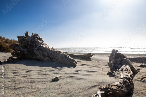 tree trunk at tauparikaka marine reserve in new zealand photo