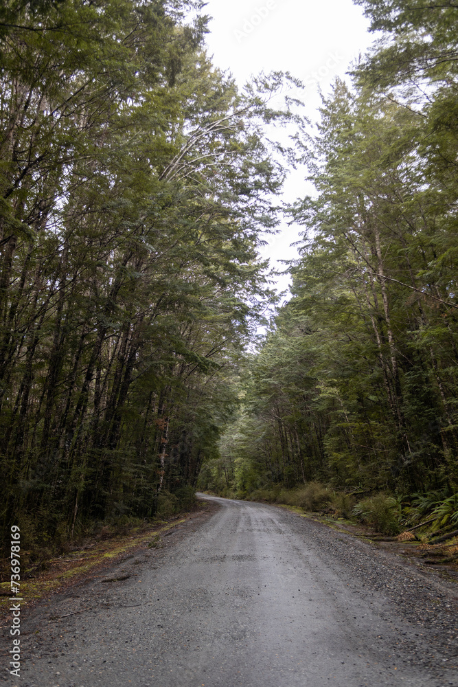 path between trees on cloudy day in Te Anau, New Zealand