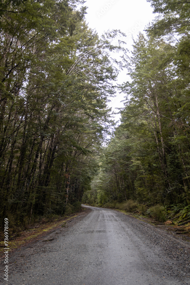 Obraz premium path between trees on cloudy day in Te Anau, New Zealand