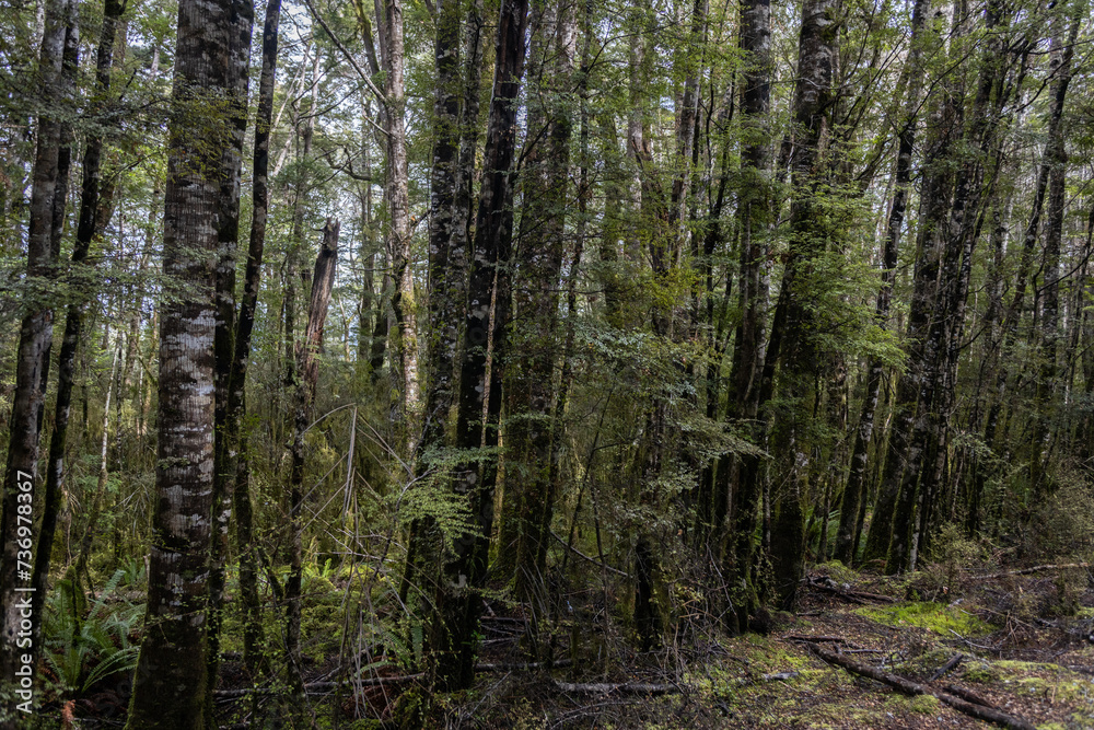 Fototapeta premium texture of tall trees in cloudy day