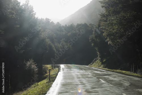 mildford sound road between trees with sun rising. New Zealand photo