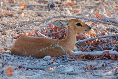 Steenbok (Raphicerus campestris) female resting in the dry thorny thickets of Etosha National Park, Namibia
 photo