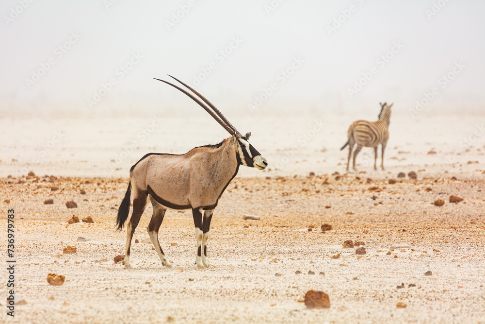 Εκτύπωση καμβά Gemsbok (Oryx gazella) and a Zebra during a sandstorm in Etosha National Park, N