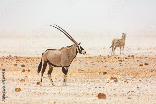 Φωτογραφία Gemsbok (Oryx gazella) and a Zebra during a sandstorm in Etosha National Park, N