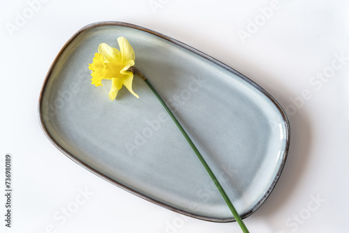 Still life with a blooming yellow daffodils in a blue plate on a white background