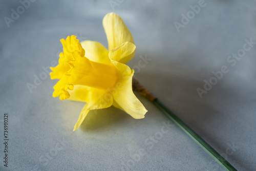 Close-up view of a blooming yellow daffodil on a textured blue background