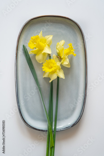 Still life with a blooming yellow daffodils in a blue plate on a white background