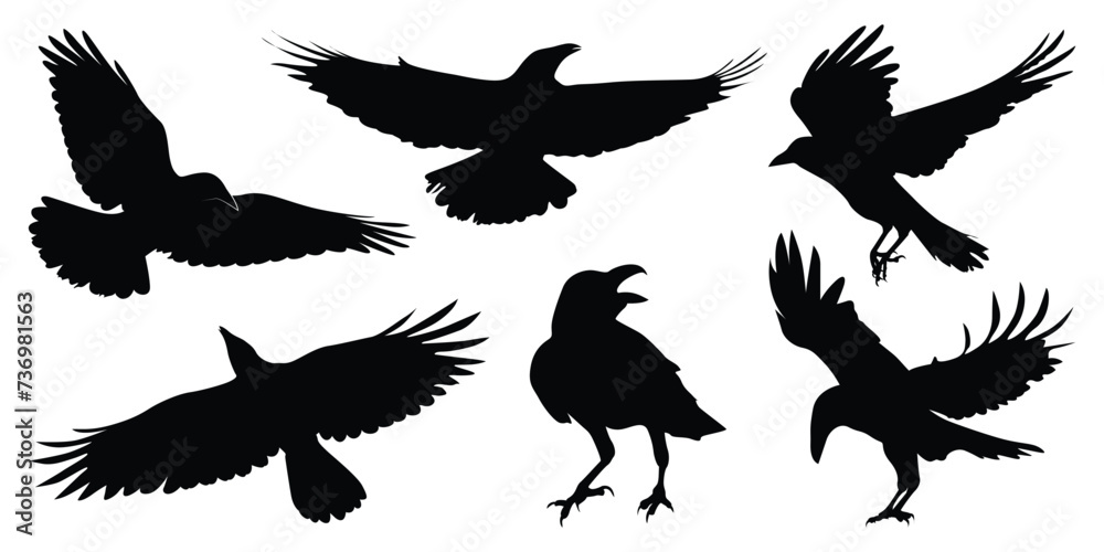 Flying Crow or Raven Silhouettes vector Flying Crow or Raven Silhouettes vector
