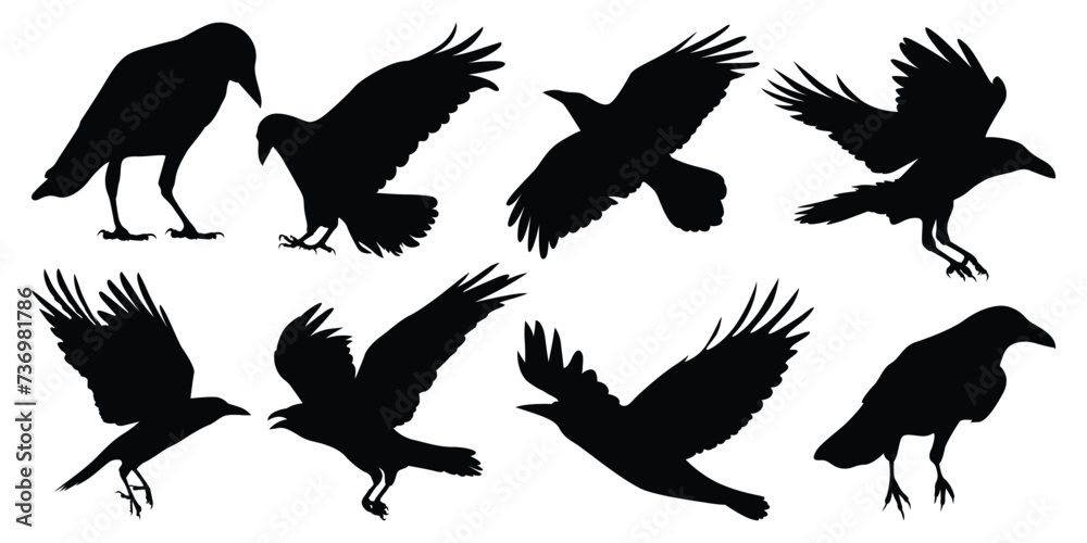 Naklejka premium Flying Crow or Raven Silhouettes vector