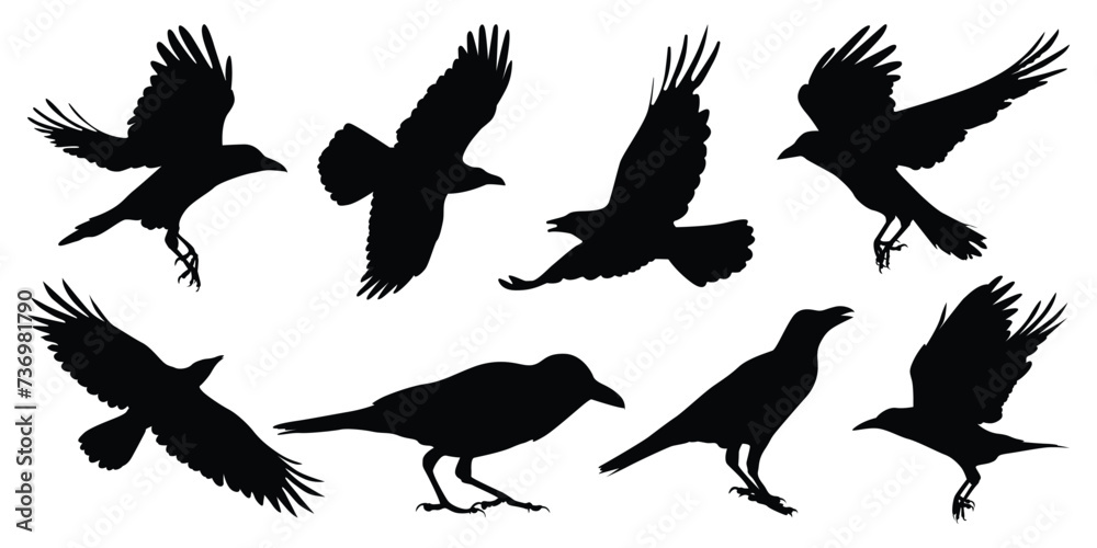Obraz premium Flying Crow or Raven Silhouettes vector