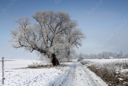 Wallpaper Mural Trees in the fog on a winter morning. Landscape on a frosty morning. Torontodigital.ca