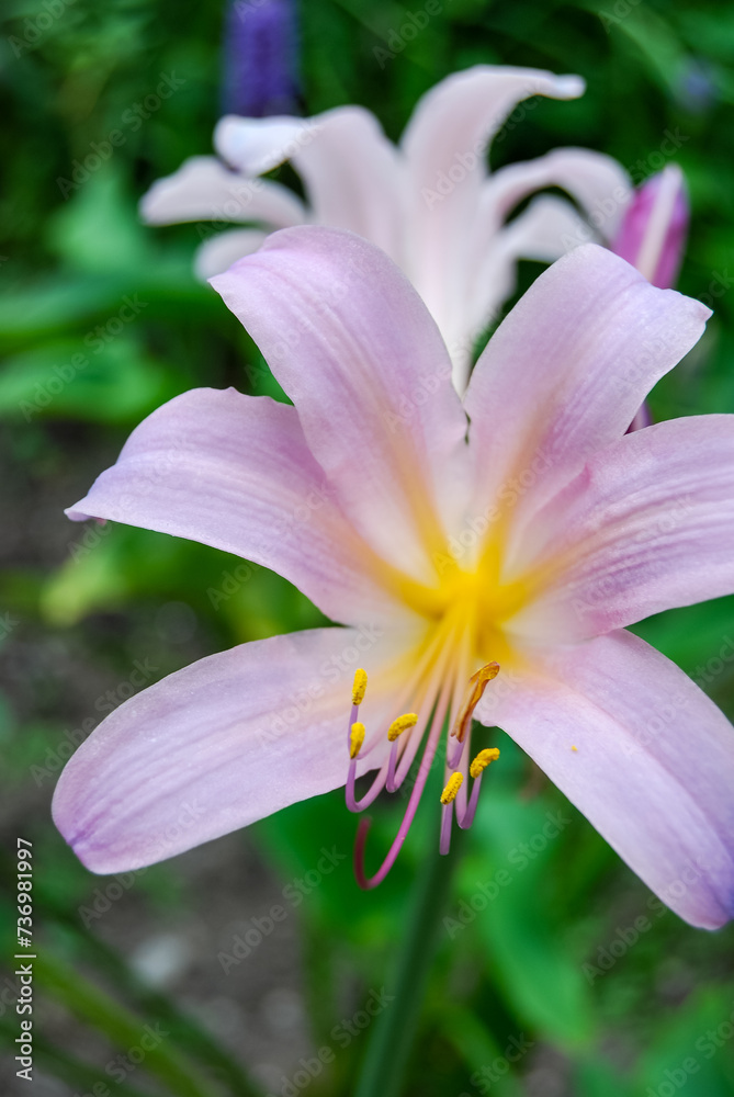 Lila und gelbe Blume Lila und gelbe Blume