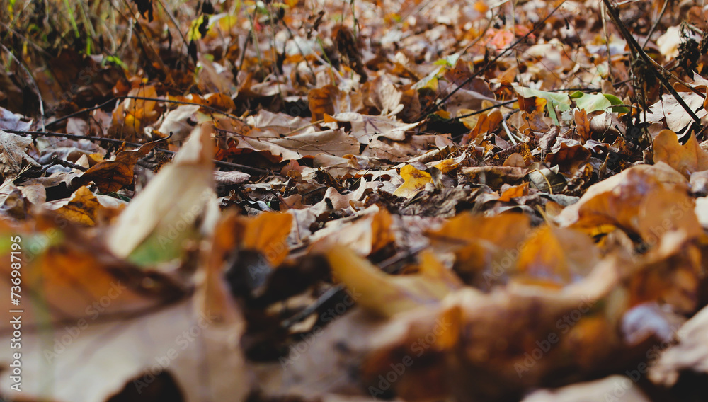 Panoramic Bottom View Of A Forest Soil Covered With Beauty Fallen Leaves With Soft Focus
Panoramic Bottom View Of A Forest Soil Covered With Beauty Fallen Leaves With Soft Focus