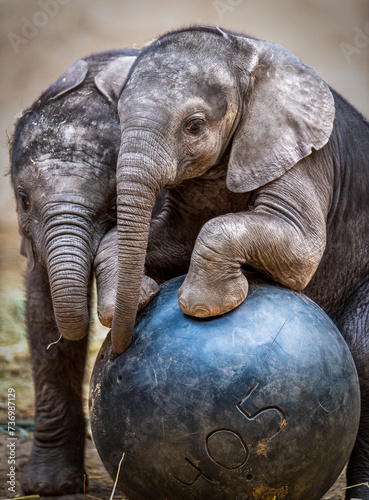 Fotografie African baby elephants playing with a ball