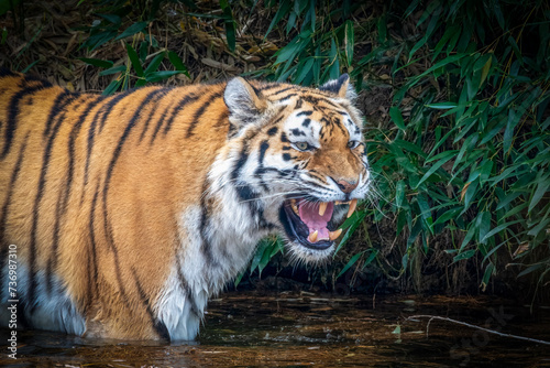 Closeup of a majestic Siberian tiger standing next to lush foliage