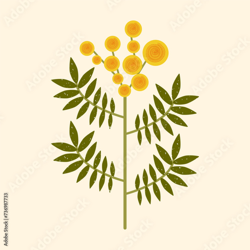 Vector yellow flower illustration. Modern flat Mimosa flower with leaves on pastel background. Stylized Australian Wattle plant drawn in folk style with brush texture for cards, textile, decoration photo