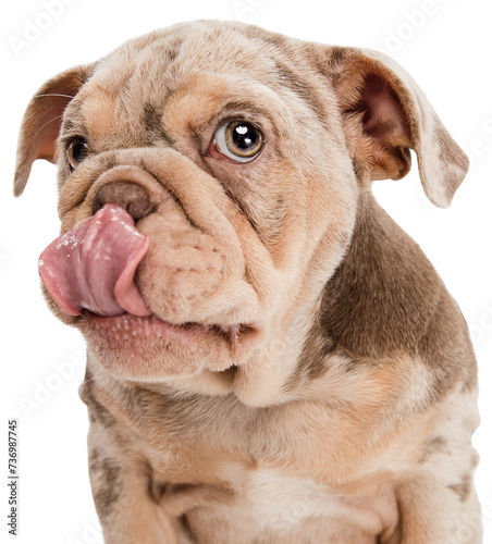 Merle French Bulldog with tongue licking muzzle isolated on transparent background. Young doggy, pet looks playful, cheerful, sincere kindly. Concept of motion, action, pet's love, dynamic. Pet friend