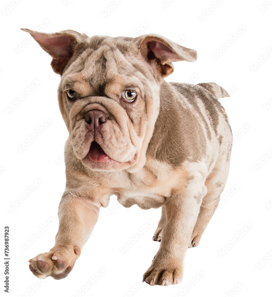 Fototapeta premium Purebred Merle French Bulldog with funny muzzle expression, running, playing isolated on transparent background. Concept of domestic animals, pet friend, care, vet, health