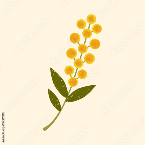 Vector yellow flower illustration. Modern flat Mimosa flower with leaves on pastel background. Stylized Australian Wattle plant drawn in folk style with brush texture for cards, textile, decoration