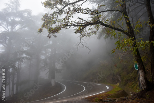 Empty road amidst trees in a forest during foggy weather in Chrea town, Blida, Algeria.