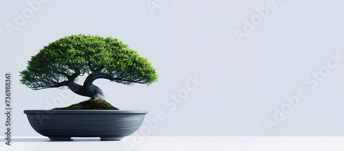 Fondo minimalista de un bonsai en primer plano sobre un fondo claro y liso