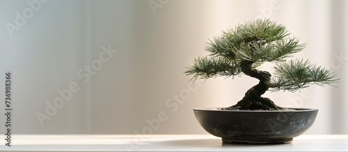 Fondo minimalista de un bonsai en primer plano sobre un fondo claro y liso