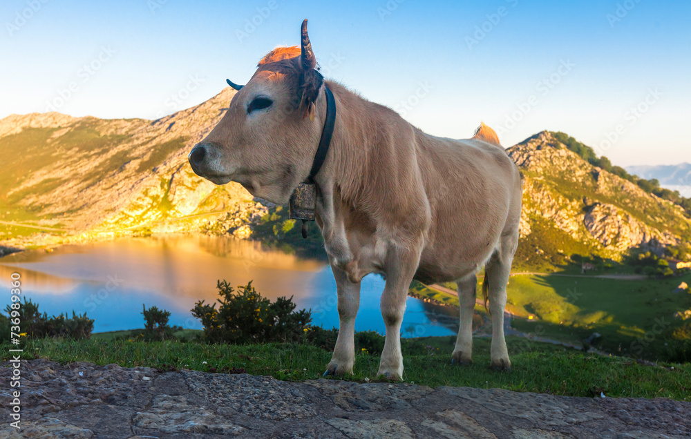 Mountain cow sits on a lawn in a national park at dawn - obrazy, fototapety, plakaty 