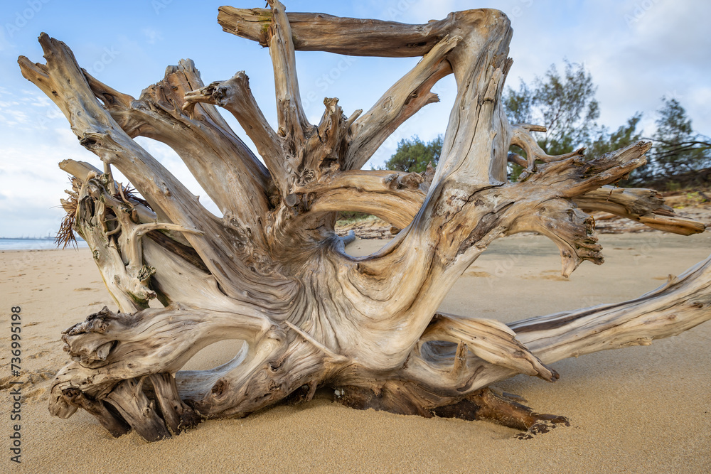 dead tree on the beach
