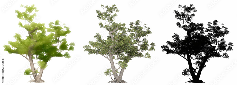 Obraz premium Set or collection of Japanese Maple trees, painted, natural and as a black silhouette on white background. Concept or conceptual 3d illustration for nature, ecology and conservation, strength, beauty