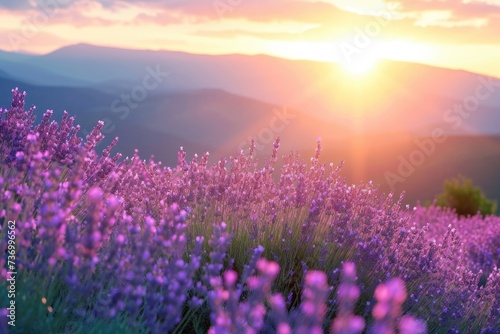 Beautiful lavender fields at sunset in the mountains.