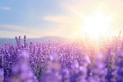 Sunlit lavender field under blue sky  banner design © darshika